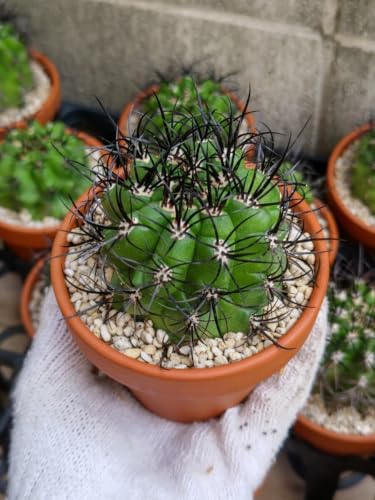ドライガーデン 植物 サボテン」の人気商品一覧・価格比較 - 価格.com